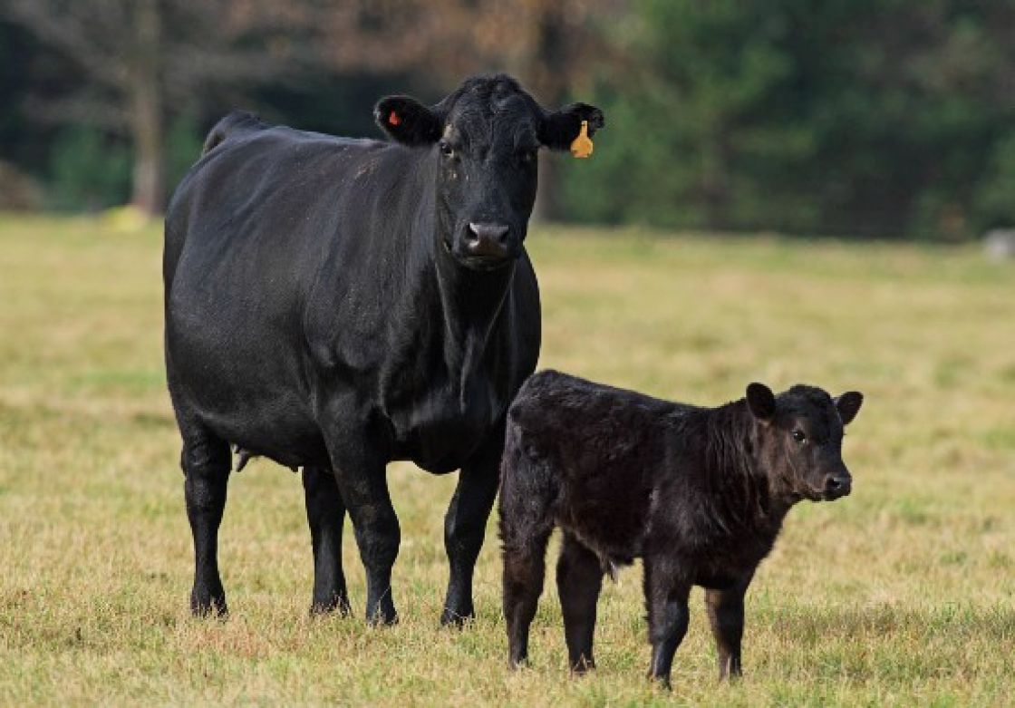 A black cow and calf in a paddock with trees in the background.