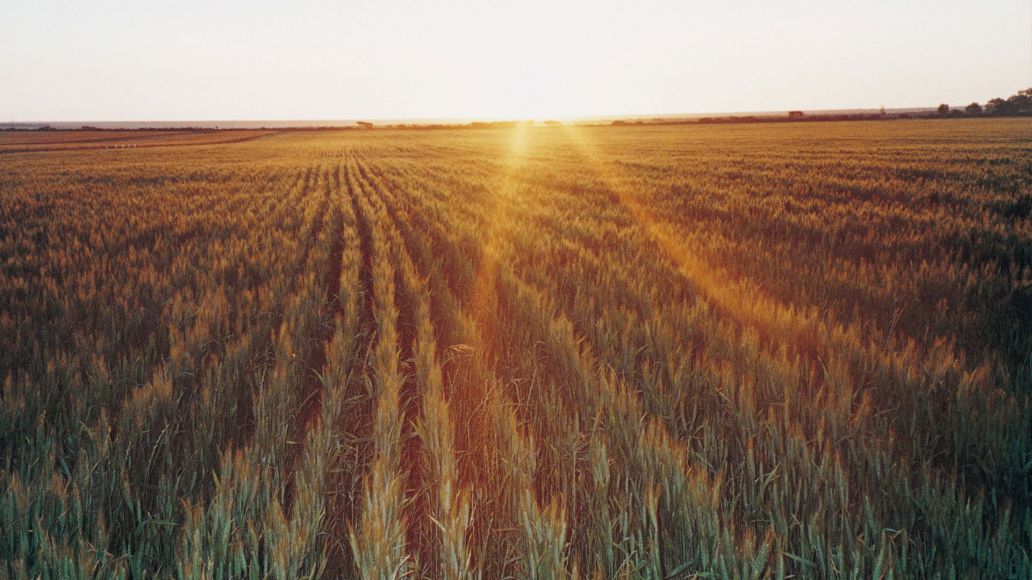 Grain field