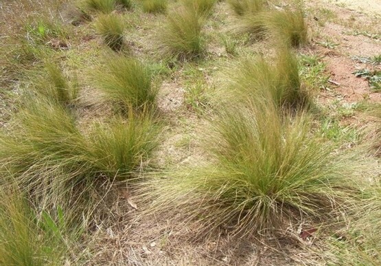 Tufts of spindly grass