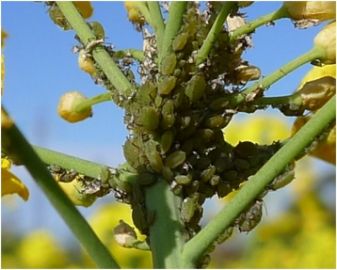 Turnip aphid