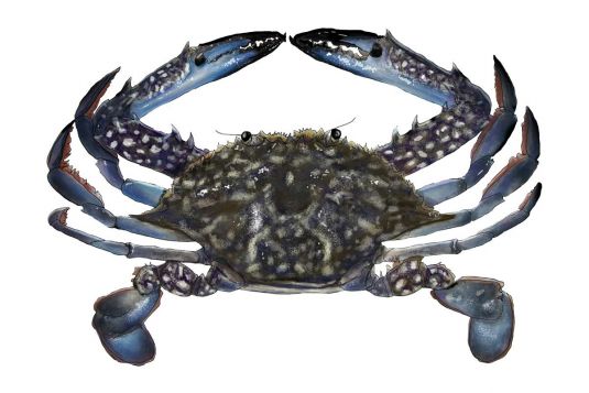 Blue Swimmer Crab