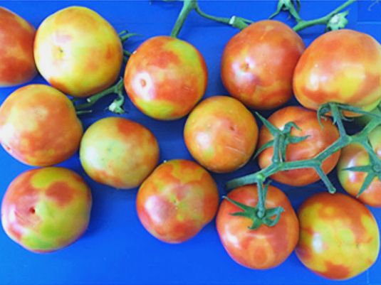 Blotchy red and yellow tomatoes