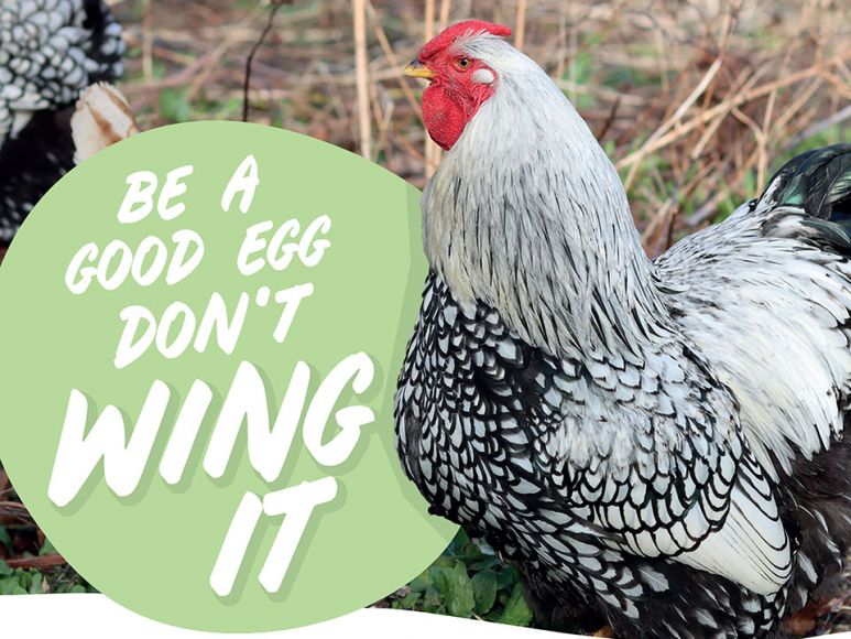 A chicken next to text reading: Be a good egg don't wing it