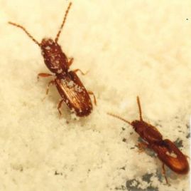 Flat grain beetles (photo: N. Cunningham)