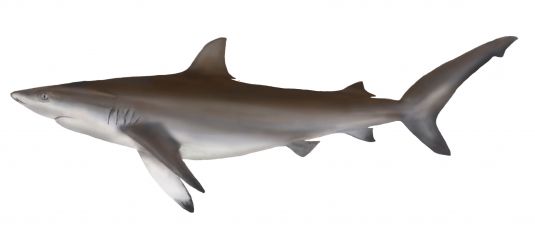 Dusky Whalers