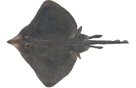 Skate – genus Dipturus or Dentiraja