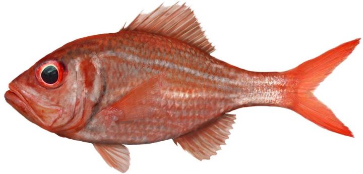 Nannygai