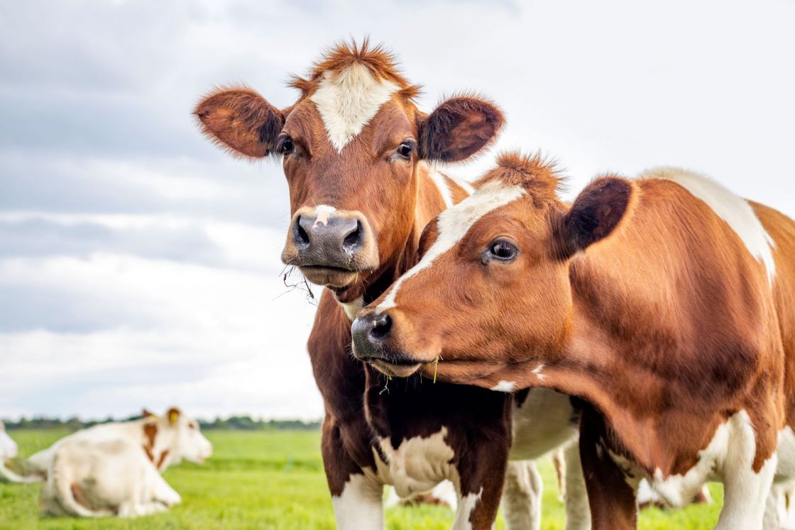 Pair of cows eating grass