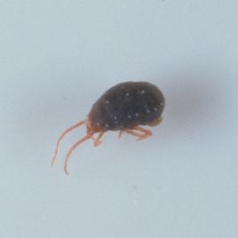 Bryobia mite