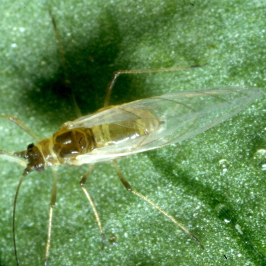 An example of a winged adult green peach aphid sitting on a leaf 