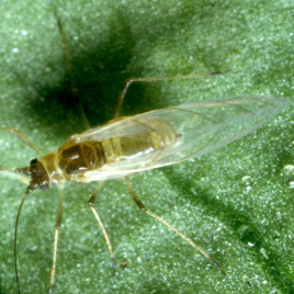 A winged green peach aphid.