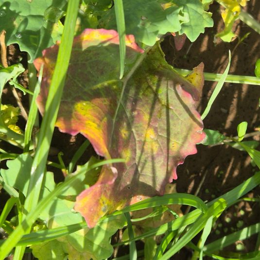 Symptoms of turnip yellows virus on an infected canola leaf 