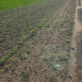 Grass anthelid damage on wheat (photo by B. Heron)