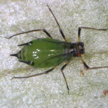 Wingless faba bean aphid (photo by J. Severi, Cesar-Australia)
