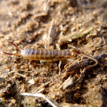 Juvenile European earwig