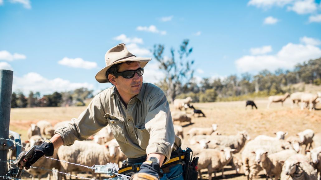 Farmer with herd of sheep