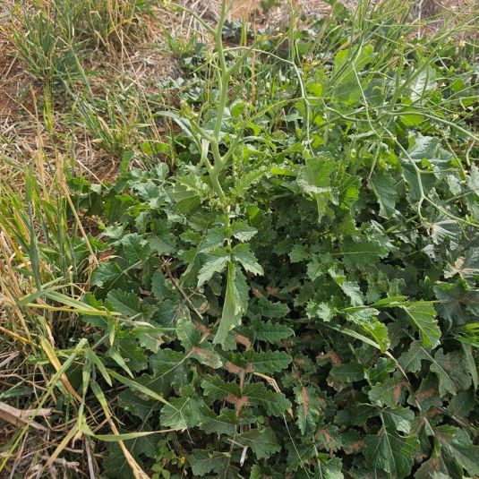 A broad-leaved weed with thick flower stalk among grass.