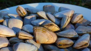 Goolwa Beach pipis to be collected for bait only
