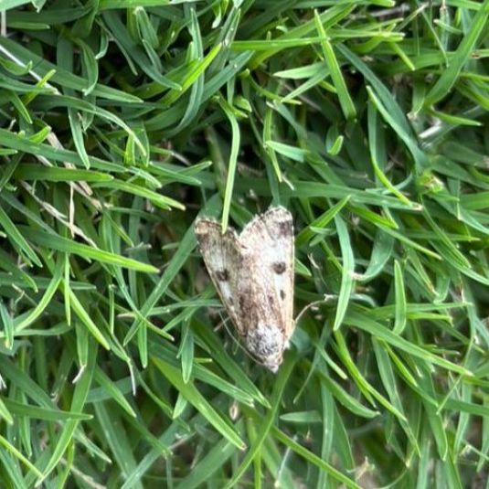 A grey lesser budworm moth on grass.