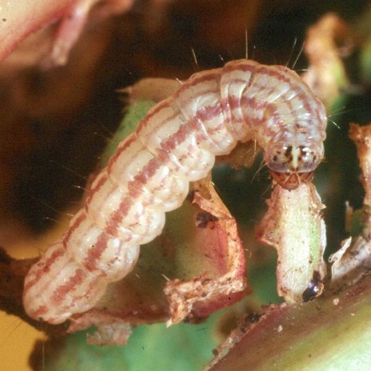 A striped cabbage centre grub feeding on a plant.
