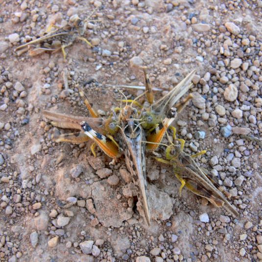A female locust surrounded by 3 males in star formation on dirt.