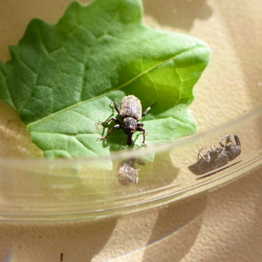 A beetle on a leaf in a dish.