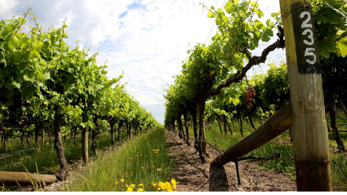 Wine industry fund public meeting 2026