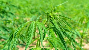 New trials to boost emerging hemp industry
