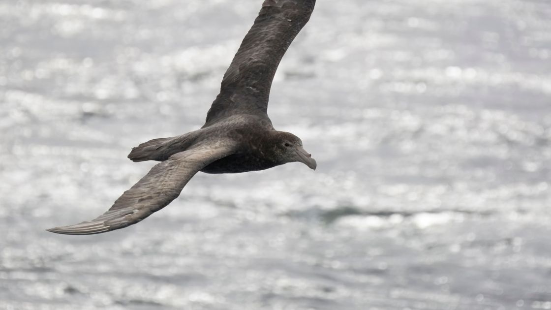 A southern giant petrel flying over the ocean.