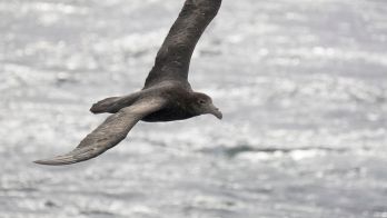 South Australia confirms first H5 bird flu case