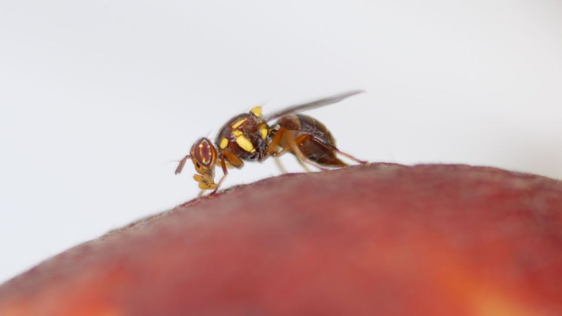Queensland fruit fly