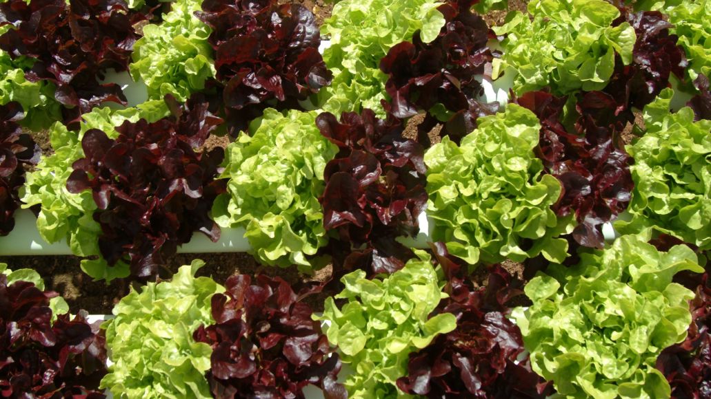 A close-up of red and green lettuces grown in rows.