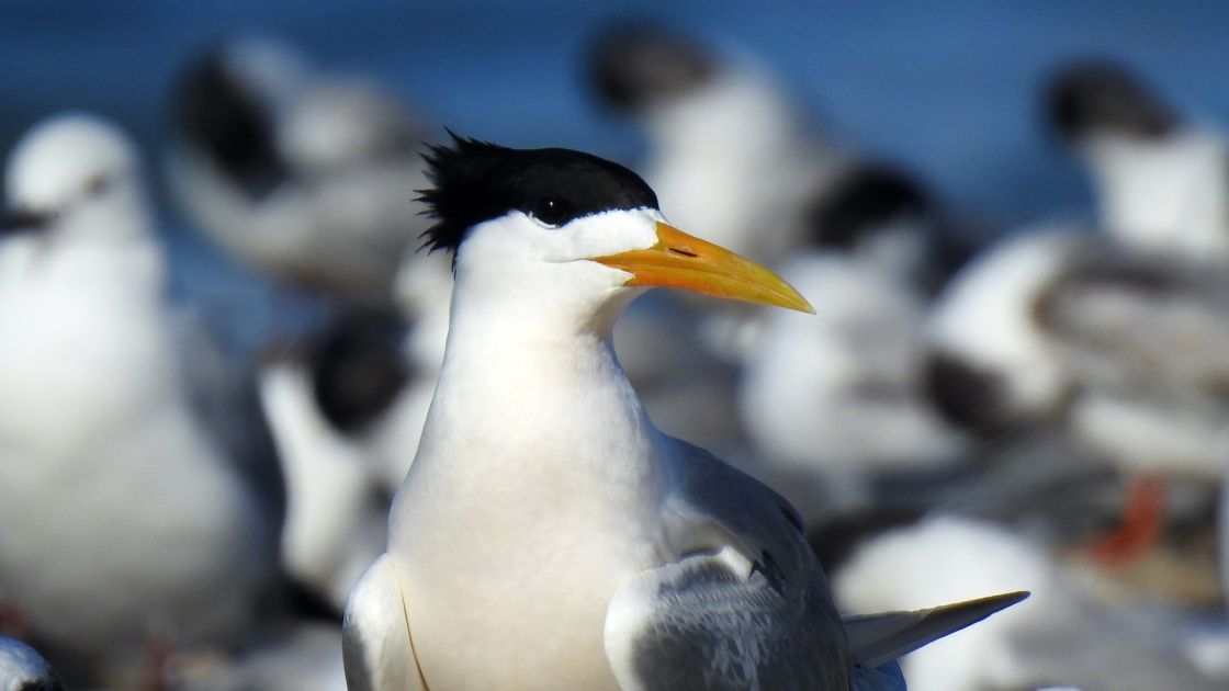 A greater crested tern (bird) with other seabirds in the background.