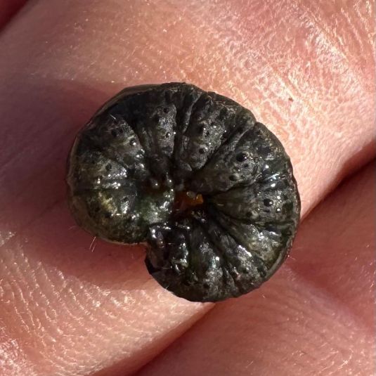 black cutworm