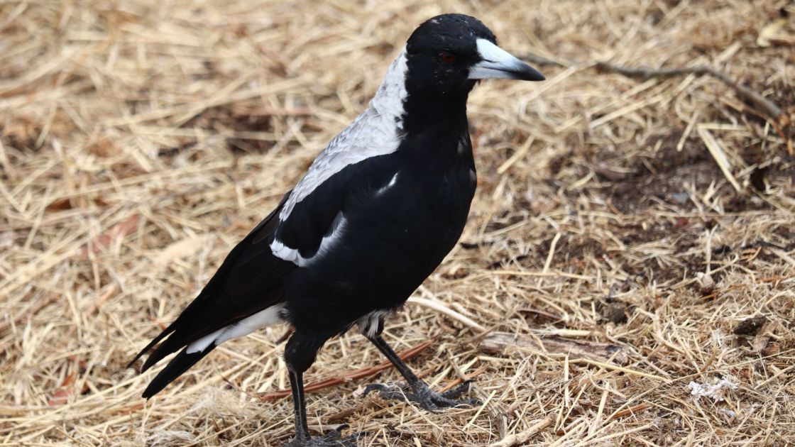 magpie standing on ground