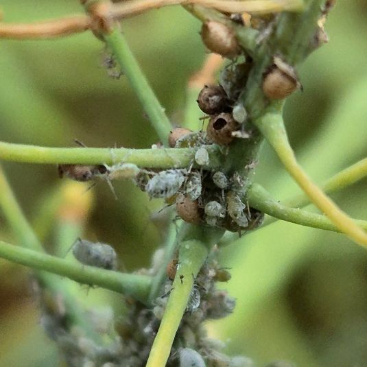 Mummified aphids 