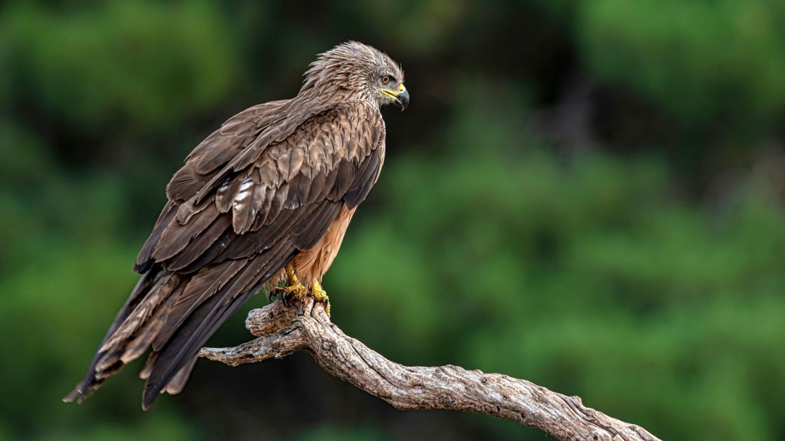 black kite on tree branch
