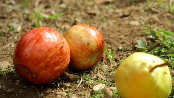Pick & collect trial to strengthen Riverland fruit fly response