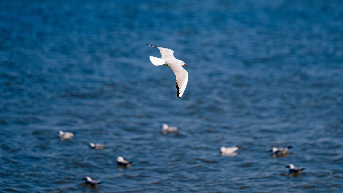 group of silver gulls