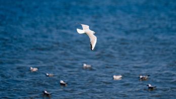 H5 bird flu testing update 30 October