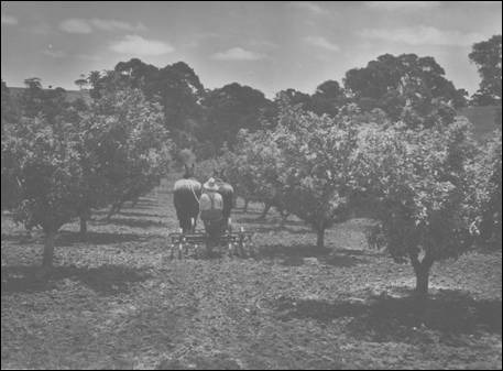 Cultivating the orchard with a horse team - 1930