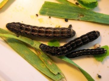 Larvae attacking cereal crops on Central and Western Eyre Peninsula, July 2013