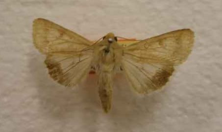 Native budworm moth