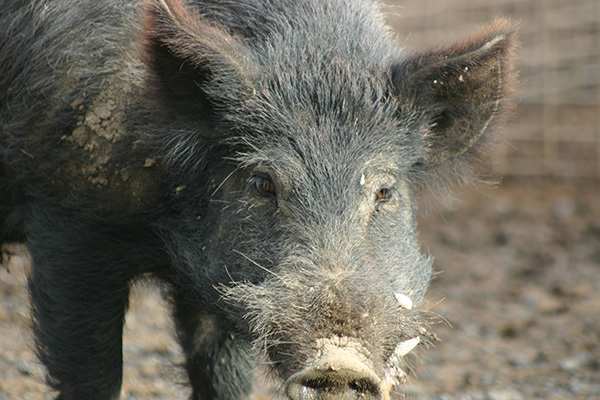 feral pig