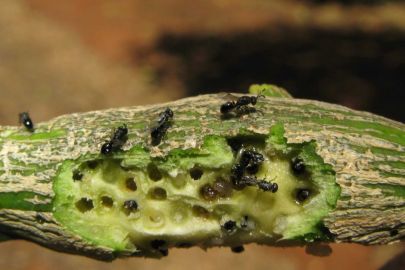 Citrus gall wasps hatching in spring – photo: NSW Department of Primary Industries