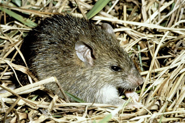 pacific rat