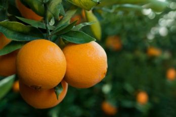 Horticulture and viticulture