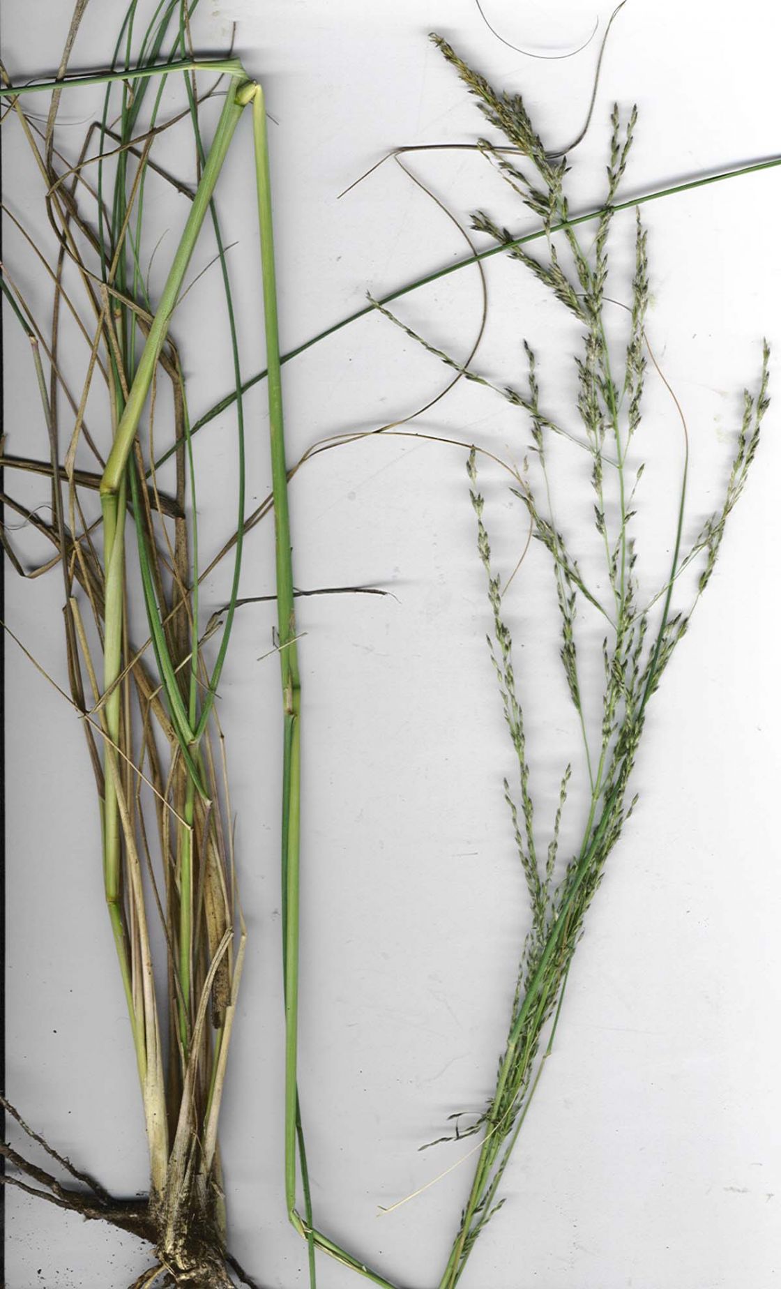 African lovegrass 3 - starr-030805-9002