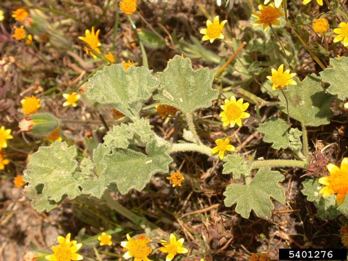 alkali_sida_2_-_5401276.jpg