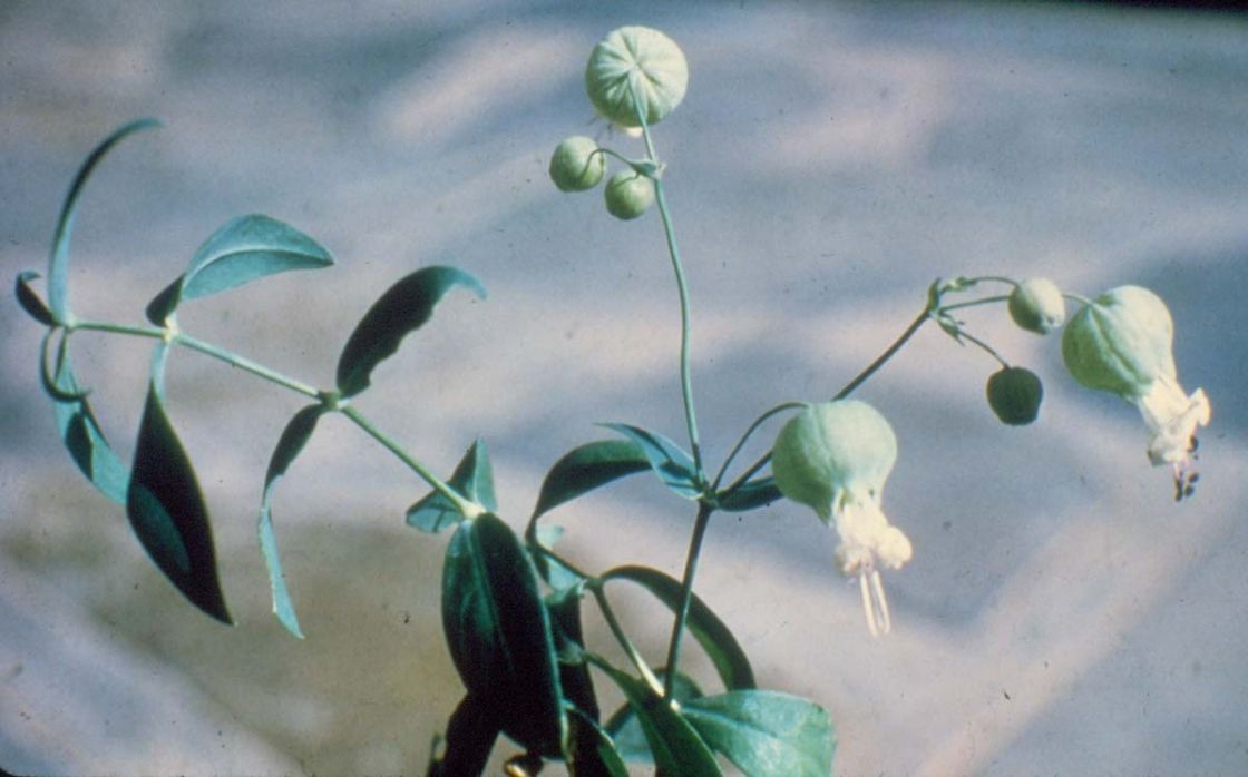 bladder_campion_1_-_biosec_SA.jpg